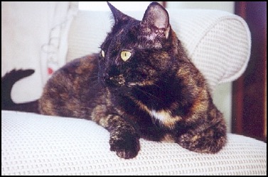 Tortoise shell cat named Yohinta